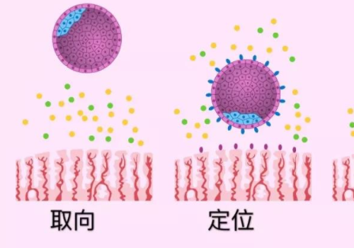 做试管需要多少钱