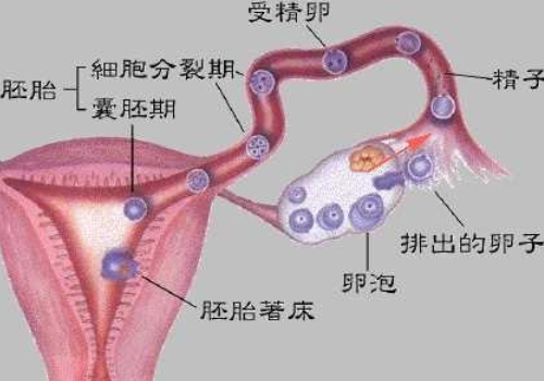 试管婴儿价格明细表