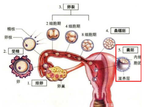 ​泰国试管婴儿过程是怎样的？