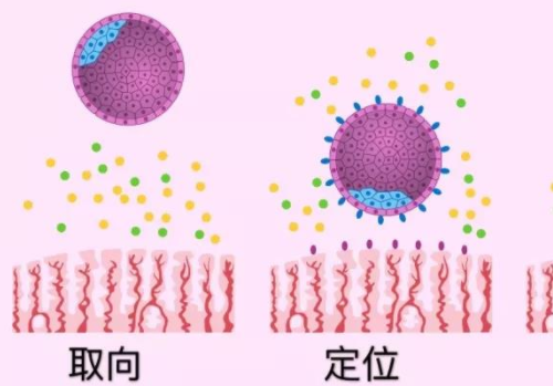 俄罗斯试管哪里好成功关键是什么？